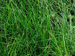 Image result for Eleocharis limosa