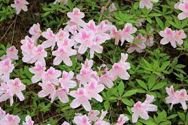 Spring Plants Blooming In Fall Alabama Cooperative Extension System
