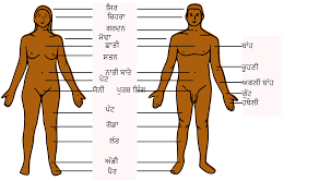 Women have a lot of body parts to find sexy, but i narrowed it down to the 12 that make us weakest in the knees. File Human Body Parts Pa Svg Wikimedia Commons
