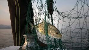 Some 85 Of Key Fish Species In Arabian Gulf Wiped Out Uae