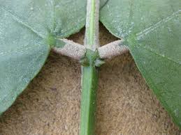 Image result for Erythrina madagascariensis