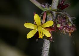 Image result for Triumfetta annua