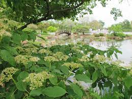 Osaka Japanese Garden Hyde Park Chicago Japanese Garden Nature Photo