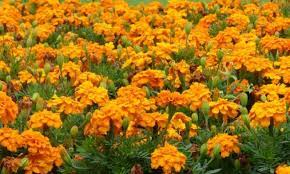 Best orange flowers for your garden. 10 Best Orange Flowers For Your Garden Home And Gardens
