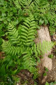 Image result for Pteris intricata