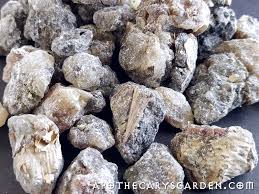 Image result for Canarium schweinfurthii