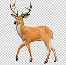 White Tailed Deer Red Deer Png Clipart Animal Animals Antler Beast Christmas Deer Free Png Download