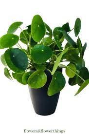 30 Fast Growing Indoor Plants Flowersandflowerthings Chinese Money Plant Plants Best Air Purifying Plants