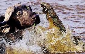 Crocodile Kills a Buffalo - Dailymotion Video