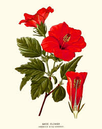 A hard prune is the most draconian cutting you can give a hibiscus. Hibiscus Flower Fine Cut Luminescents