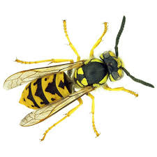 Before taking pest control into your own hands, it's always best to remember the benefits that a professional pest control service can offer. Wasp Exterminator Viking Pest Control Nj Pa Md De