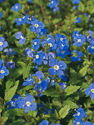 · hyacinth bulbs bloom in spring, producing clusters of tiny. Veronica Georgia Blue Bluestone Perennials