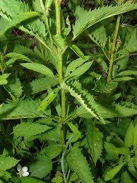 Image result for Diclis ovata