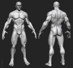 Khlotharius The Warrior Human Anatomy Art Warrior Human Poses Reference