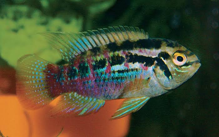 Species Snapshot: Laetacara araguaiae, the Araguaia dwarf acara - AMAZONAS Magazine