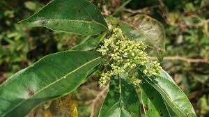 Image result for Heteropyxis natalensis