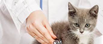 Kedi Losemisini Leukaemia Anlama Royal Canin