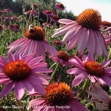 Image result for Echinacea purpurea `Magnus`