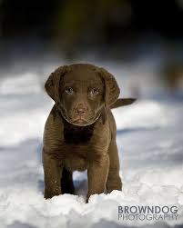 untitled mit bildern tier fotos hunde tiere