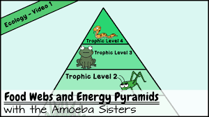 Jun 04, 2021 · answer key for pogil ecological relationships. Food Webs And Energy Pyramids Bedrocks Of Biodiversity Youtube