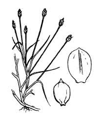 Image result for Isolepis fluitans