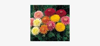 Maybe you would like to learn more about one of these? Common Garden Flowers Uk Png Image Transparent Png Free Download On Seekpng