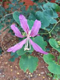 Image result for Bauhinia purpurea