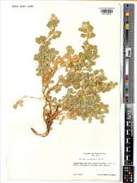 Image result for Glinus hirtus