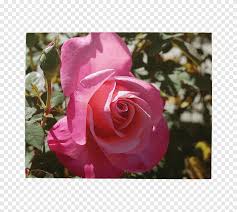 Maybe you would like to learn more about one of these? Floribunda Cabbage Rose Garden Roses Memorial Rose Sasanqua Camellia Excited Crossword Clue Herbaceous Plant Floribunda Png Pngegg