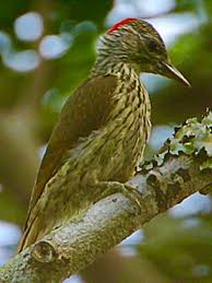 Bird With Red Patch On Back Of Head Mombasa Woodpecker Campethera Mombassica Kenya Somalia Tz Woodpecker Bird Species Nature Birds