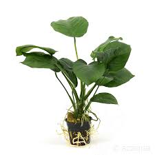 Image result for Astropanax barteri