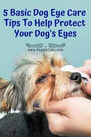 5 Basic Dog Eye Care Tips To Help Protect Your Dog S Eyes Doggie Cube Eye Care Dog Eyes Dog Care Tips