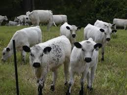 Black And White Cow Breeds Uk Ancient History Of British White Cattle And White Park Cattle Explored And Referenced In Literary And Historical Documents Of Bri Animals Cattle Farm Animals