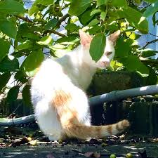 台灣攝影家蘇保為流浪貓街拍張張精彩值得一看再看 貓大叔 cute cat cats blue cats