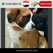مصر الغربية جروة نتاية سانت بيرنارد 4 شهور كاملة التطعيمات pet4sell cane corso dogs animals