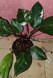 Philodendron White Knight Auction Ebay Facebook Rare Plants Plants Online