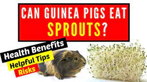 Pin On Guinea Pig Youtube
