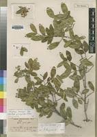 Image result for Strychnos henningsii