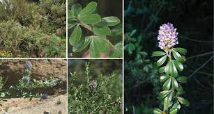 Image result for Psoralea