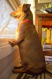 This Is How My Dog Waits For My Dad To Come Home From Work Weenie Dogs Dachshund Love Funny Dachshund