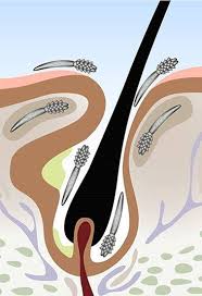 Folliculorum are found on the eyelids within the meibomian glands, and in the hair follicles on the face. Pin On Rosacea