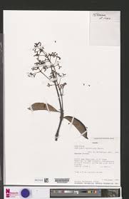 Image result for Gaertnera paniculata