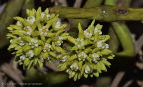 Image result for Cynanchum obtusifolium