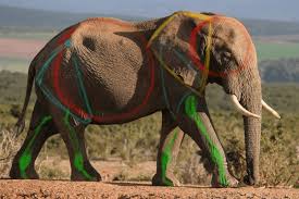 We did not find results for: How To Easily Draw A Realistic Elephant Elephant World