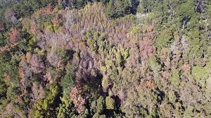 The trees are dying at an alarming rate due to an incurable fungus. A Disease Outbreak Is Killing Bay Area Trees Bay Nature