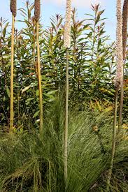 Image result for Xanthorrhoea
