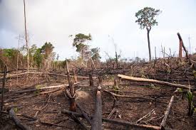 Deforestation Is Leading To More Infectious Diseases In Humans