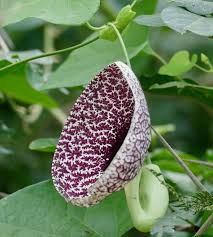 Image result for Aristolochia littoralis