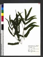Image result for Lindsaea ensifolia