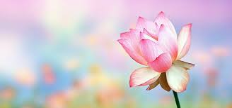 Pink Flower Petal Blossom Background Flower Wallpaper Pink Flowers Flower Petals